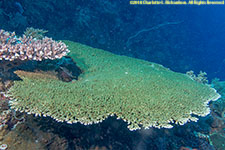 table coral